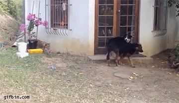 lion cub sneaks up on dog and scares it good, lol, troll