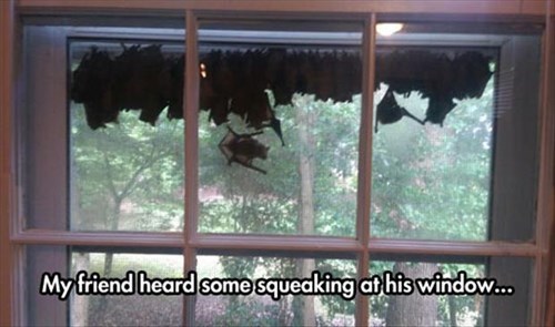my friend heard some squeaking at his window, lots of bats