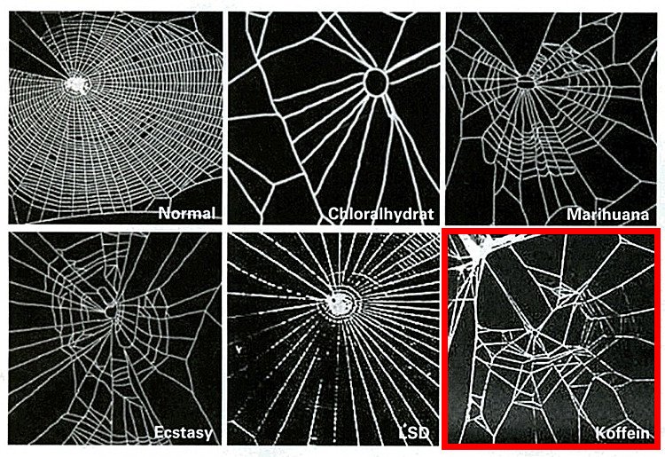 the effects of various drugs on spider web patterns