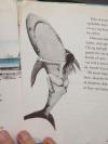 found this in a book, wtf, woman riding shark