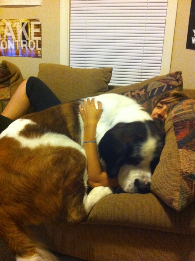 21 dogs that are completely mistaken about how big they are