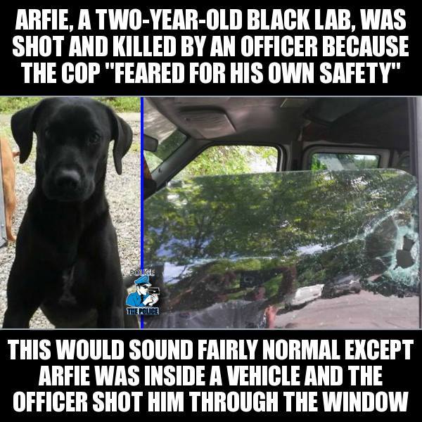 arfie was a two year old black lab who was shot and killed by an officer because the cop feared for his own safety, this would sound fairly normal except arfie was inside a vehicle and the officer shot him through the window