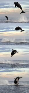 killer whale jumps 15 feet into the air while chasing dolphin, impressive