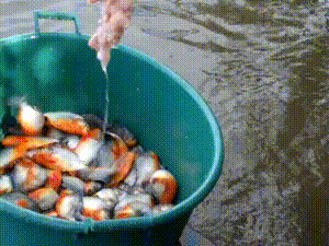 how to catch piranha, omg
