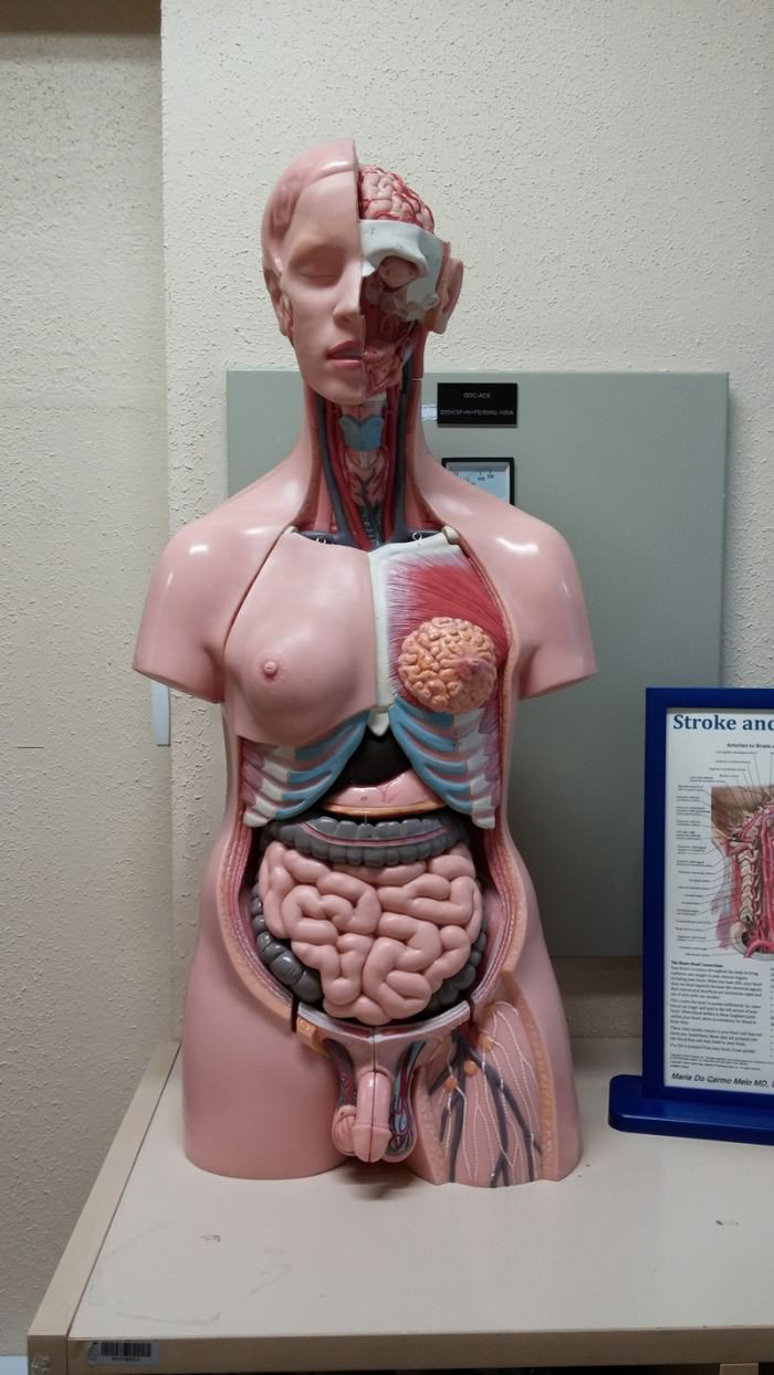 there is something slightly odd about this anatomical model of the human body