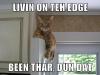living on the edge, been thar dun that, cat meme