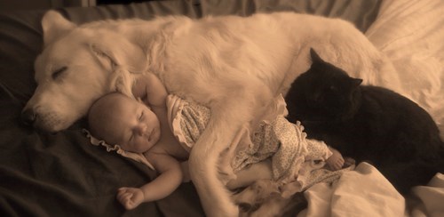nap time for a dog a baby and a cat, cute, sleep