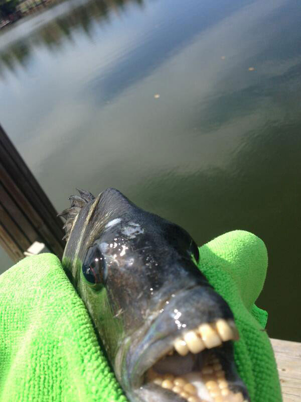 this fish has human like teeth, wtf