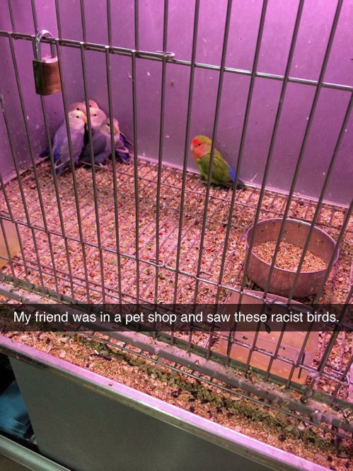 my friend was in the pet shop and saw these racist birds