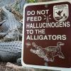 do not feed hallucinogens to the alligators, only in florida