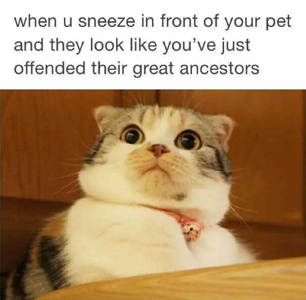 when u sneeze in front of your pet and they look like you've just offended their great ancestors, cat, face, lol