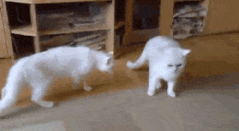 dog breaks up fight between two cats