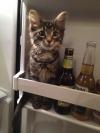 so that is how cats stay so cool, kitten in door of refrigerator