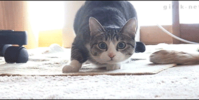 wiggle wiggle, shaq and cat, combined gifs