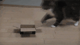 cat loves box no matter what