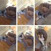 this dog doesn't understand what to do with his new bed