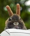 bunny ears on a bunny
