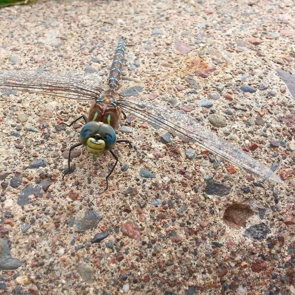 ridiculously photogenic dragon fly, smile, insect