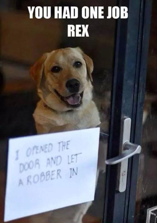 you had one job rex, i opened the door and let a robber in, guard dog fail, meme