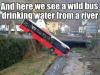 and here we see a wild bus drinking water from a river, meme, accident, lol