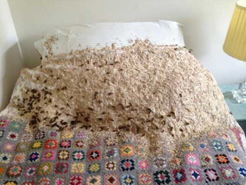 after being abandoned for months, a spare room in this uk house becomes a giant wasp's nest
