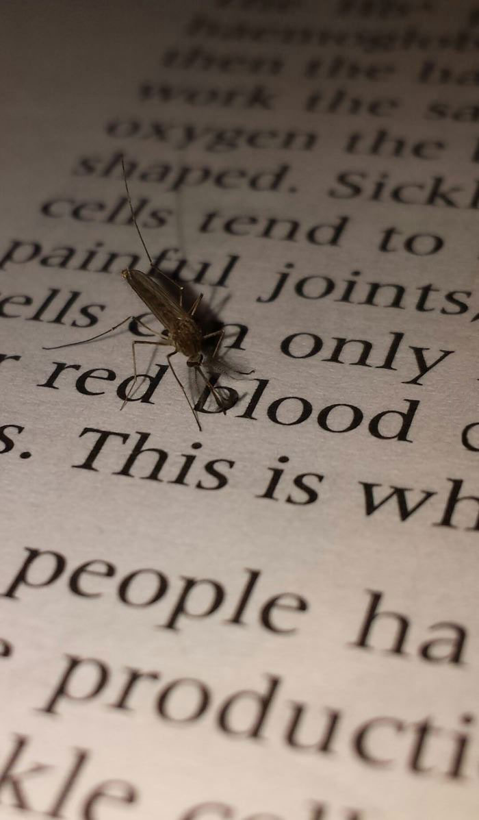 mosquito looking for blood, red blood on book page