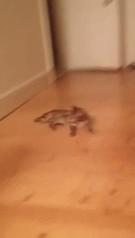 domestic bengal tiger cat loves sliding across the floor in this perfectly looped gif