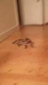 domestic bengal tiger cat loves sliding across the floor in this perfectly looped gif