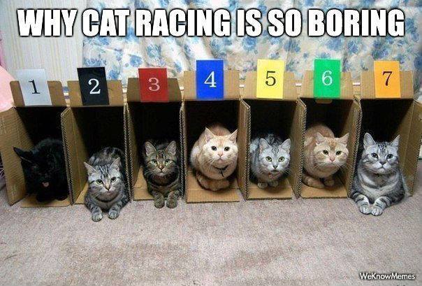why cat racing is so boring, meme
