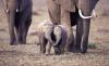 two baby elephants walking side by side holding trunks, cute
