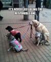 it is never easy being the responsible one, dog holding leashes of other dogs