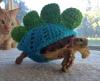 warm turtle is warm, wool dinosaur costume on a turtle