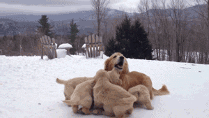a proud golden labrador mother playing with her puppies