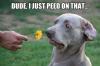 dude i just peed on that, reluctant dog does not want to smell your flower, meme