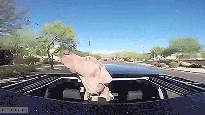 dog with head out on car sunroof and mouth open