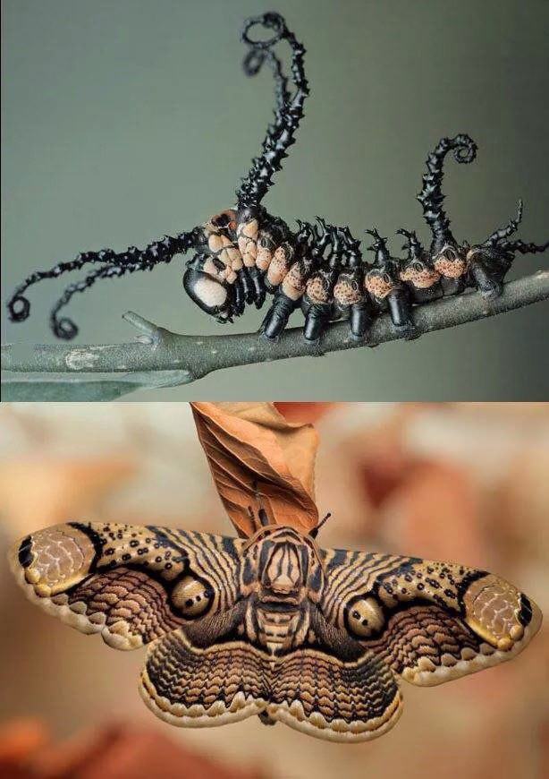 the brahmin moth before and after metamorphosis