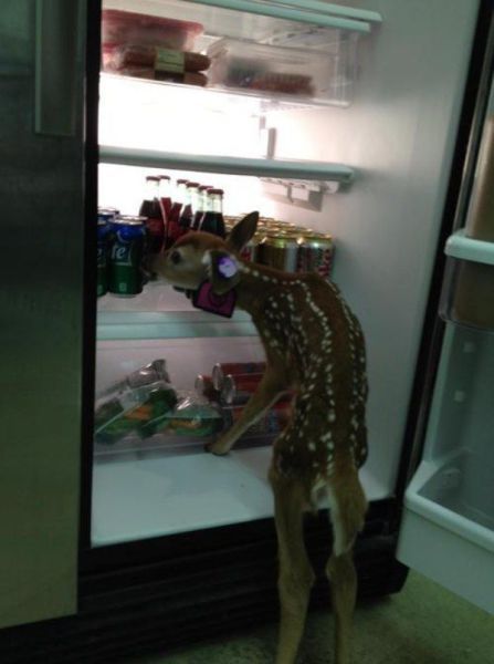 oh deer look who got into the refrigerator