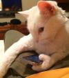 meanwhile in an alternate universe, but also this universe, cat with thumb using an iphone