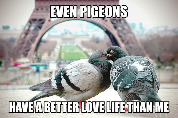 even pigeons have a better love life than me, meme