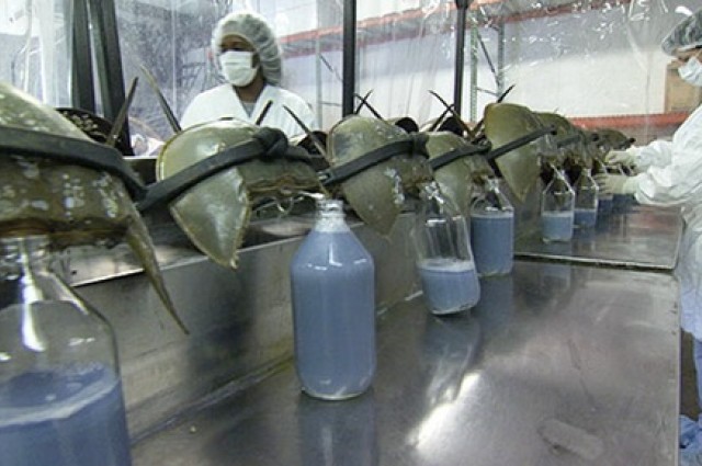 how horseshoe crab blood saves millions of lives