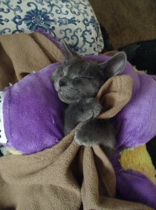 cute kitten kitten while clutching a blanket