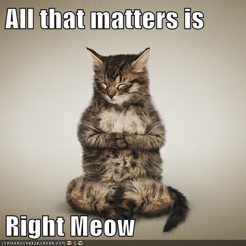 all that matters is right meow, meditating cat
