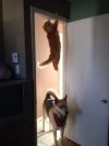 ninja cat hides from dog on the door frame