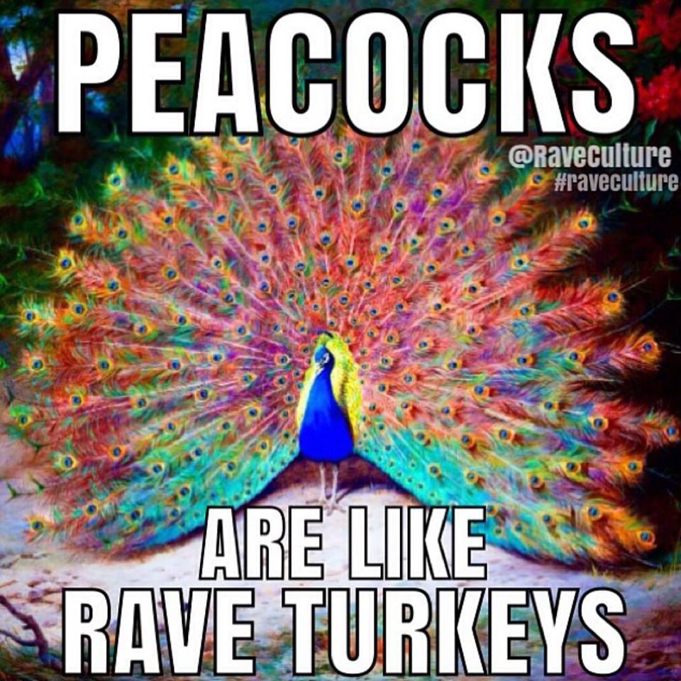 peacocks are like rave turkeys