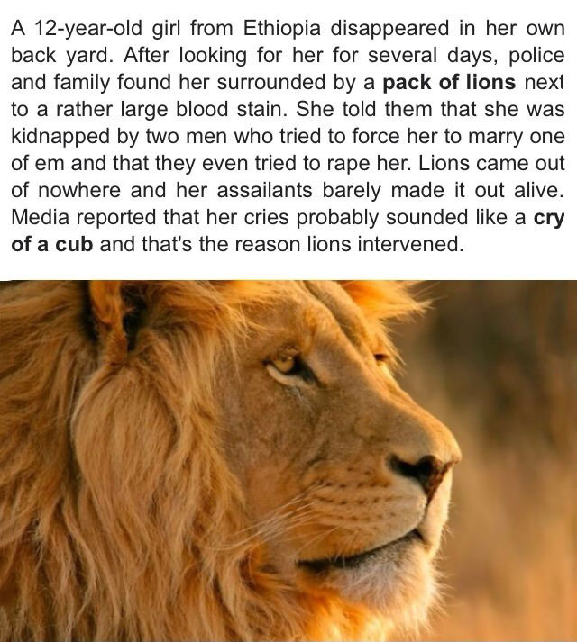 a 12 year old girl from ethiopia disappeared in her own back yard, after looking for her for several days, the lions intervened