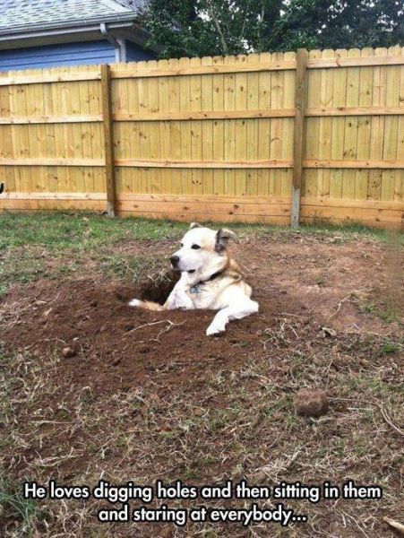 he loves digging goles and then sitting in them, and staring at everybody, dog