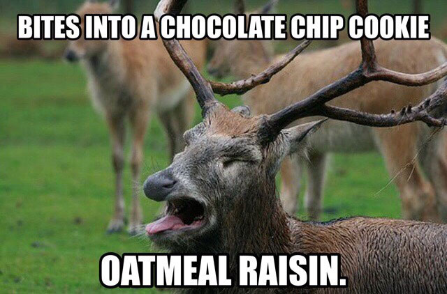bites into a chocolate chip cookie, oatmeal raisin, bleurgh, meme
