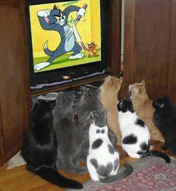 a bunch of cats watching tom and jerry