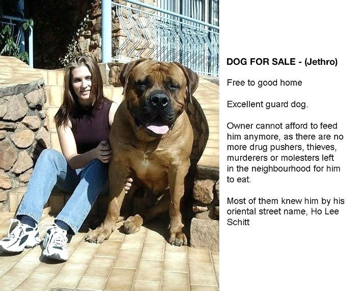 dog for sale jethro, most of them knew him by his street name, ho lee schitt