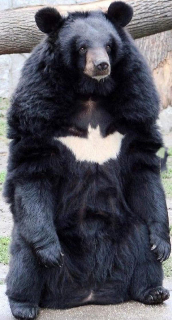 batbear, bear with the batman symbol in his fur